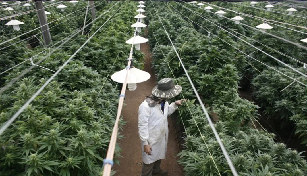 Cannabis