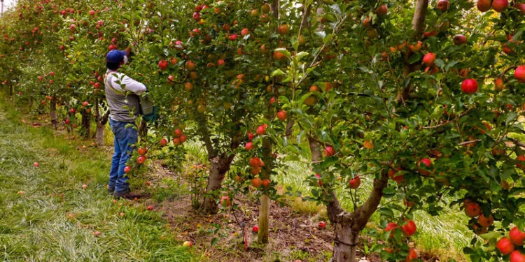 Emprendimientos-Neuquen-e1584362527523-750x375-1