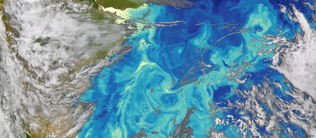 La Corriente de Malvinas rama de la CCA  transporta fitoplancton por la costa sudamericana