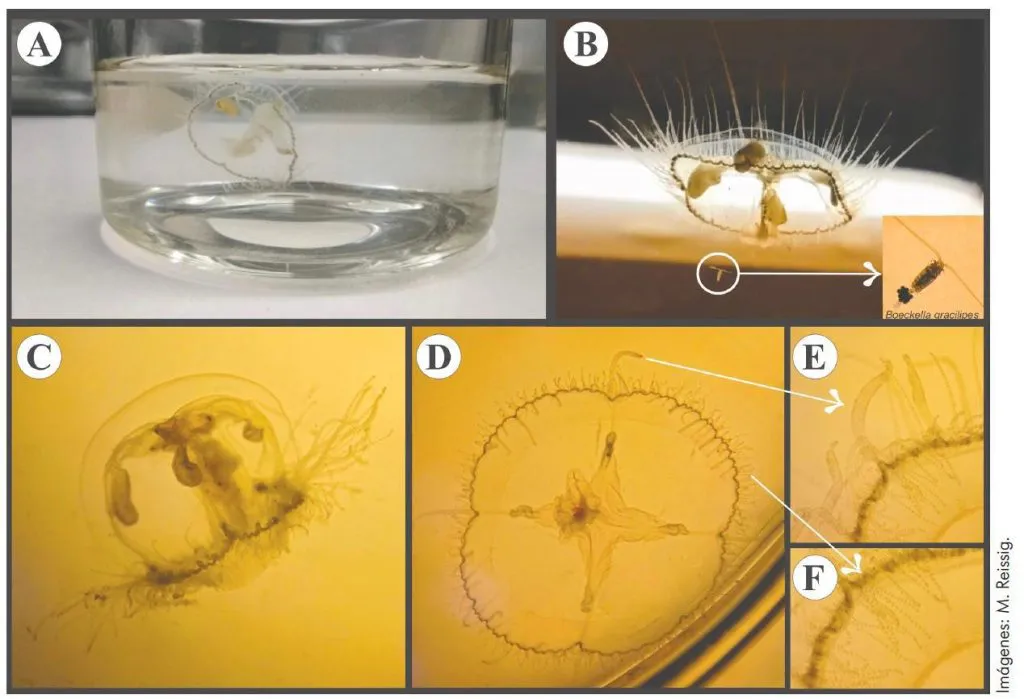 030e8206-3b47-4fb5-86da-51d18d599885-1024x699