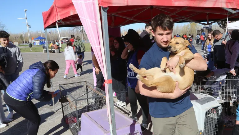 perros-adpcion-feria-municipalidad-neuquenjpg
