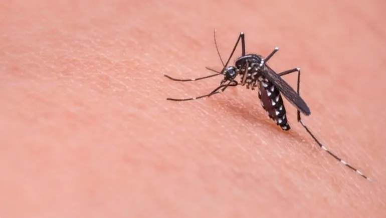 covid-19_-pueden-los-mosquitos-contagiar-la-enfermedad_jpg