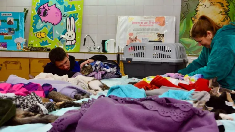 castraciones-gatos-neuquen_02jpg