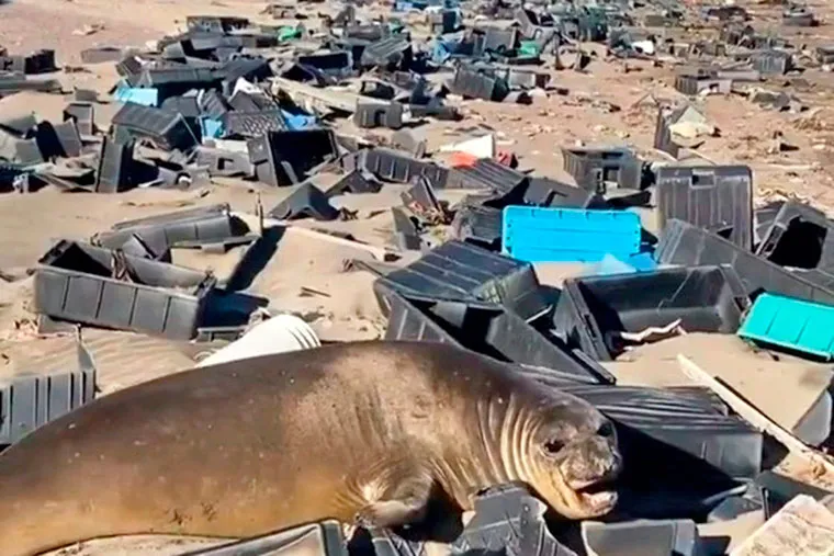 revista-puerto-chubut-impacto-ambiental-de-la-pesca-05