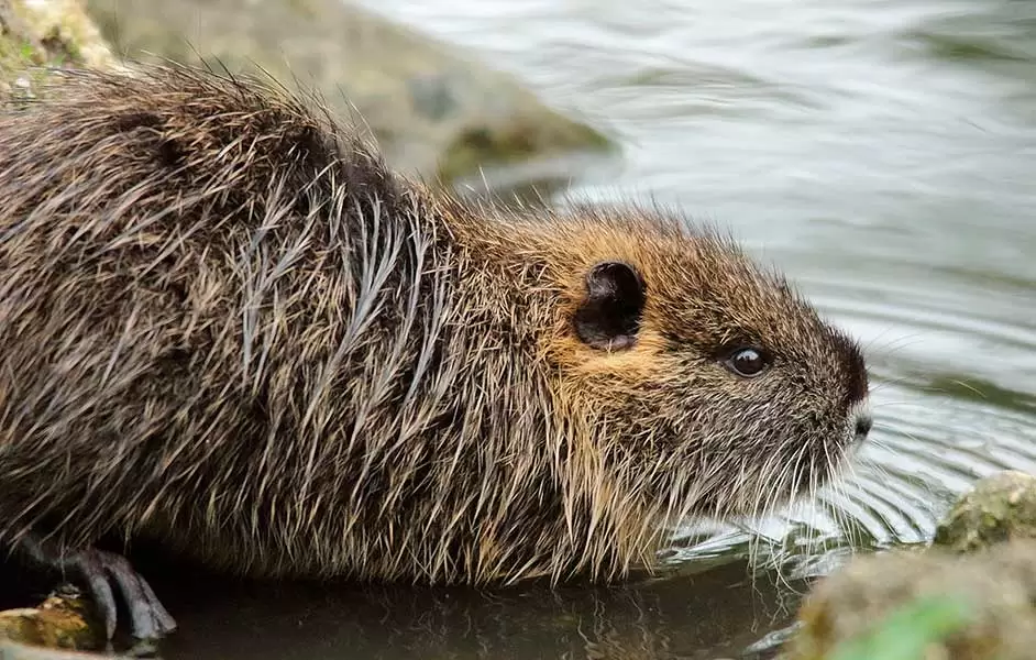 Coipo-Myocastor-coypus-