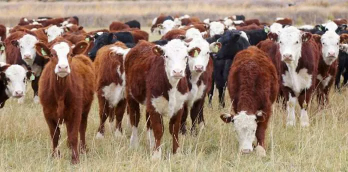 WEB-VACAS-_MG_7865-696x344