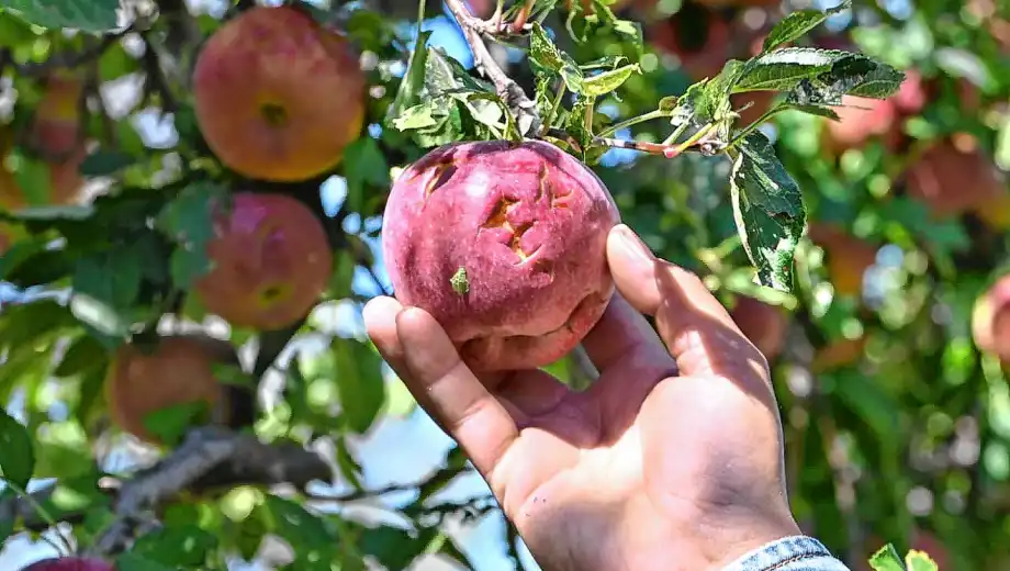 Valle-Medio-temporal-de-lluvia-viento-y-granizo-foto-juan-thomes-28