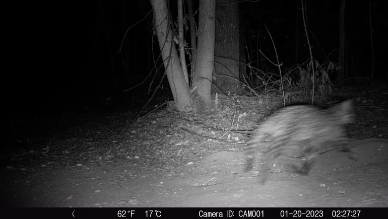 gato-montes-hirokijpg