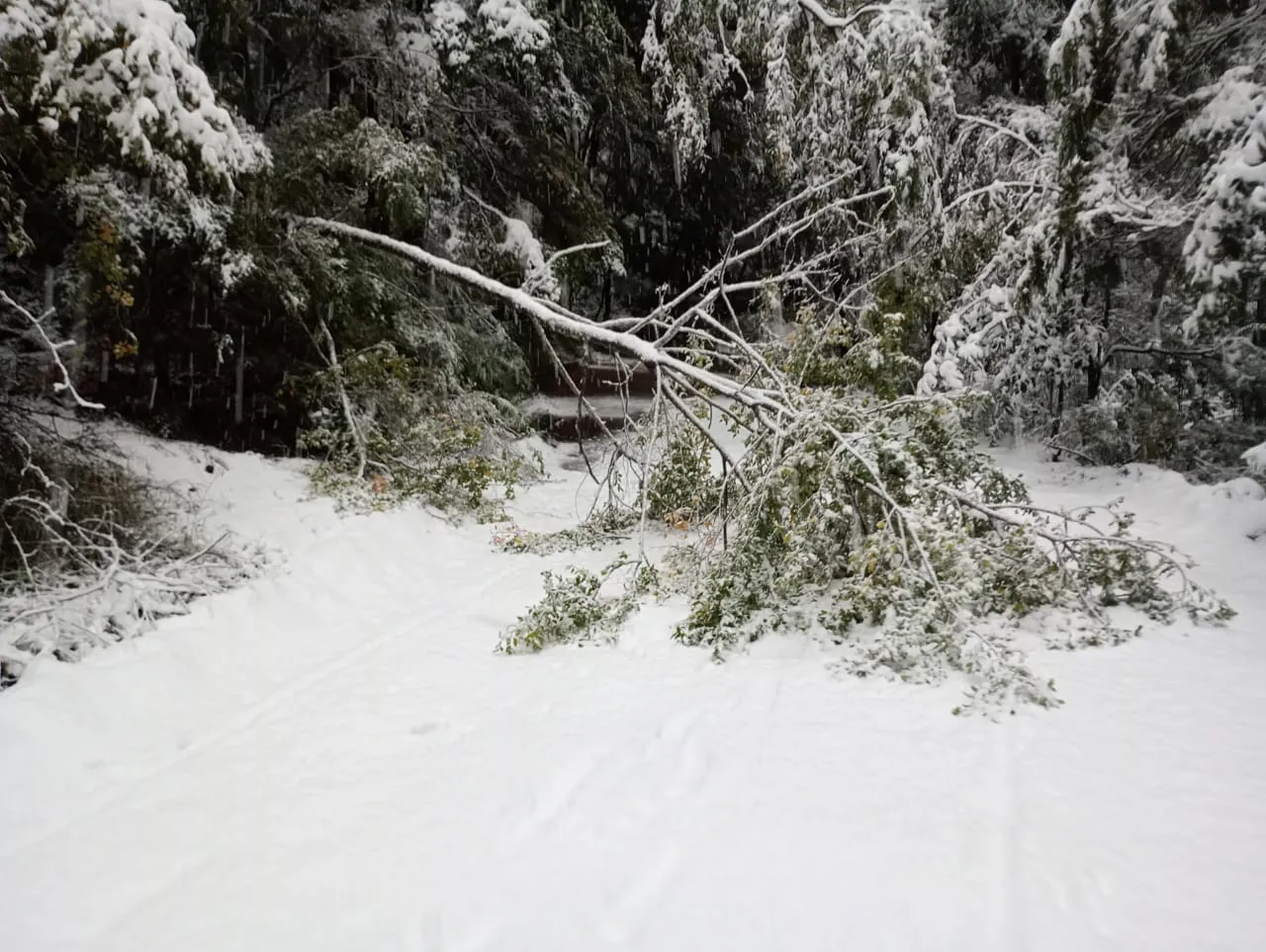 441873585_744100977902387_5041189025756333321_n