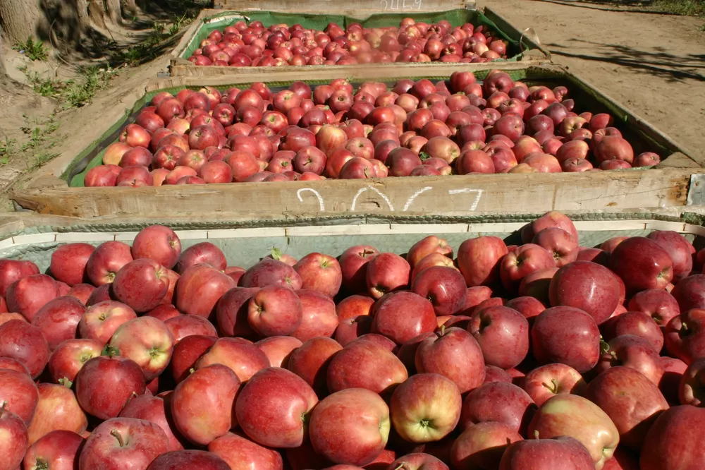 Manzana