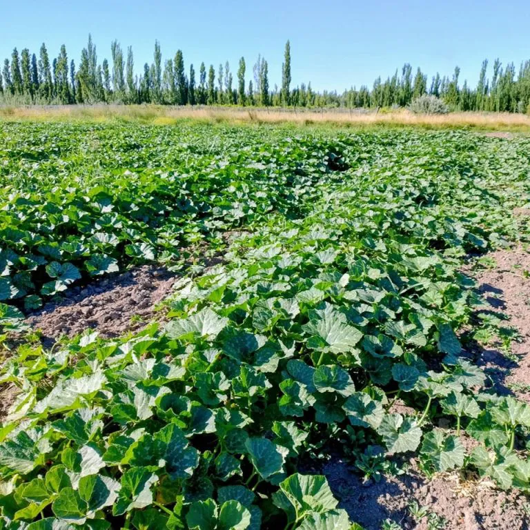 486593788_1151916690057738_2055811882706079915_n-768x768