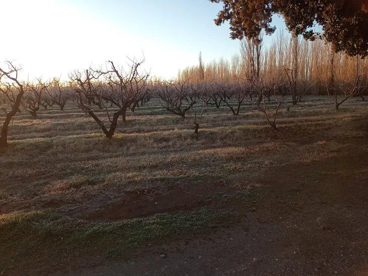 heladas-regina-whatsapp-image-2024-07-08-at-110942jpeg