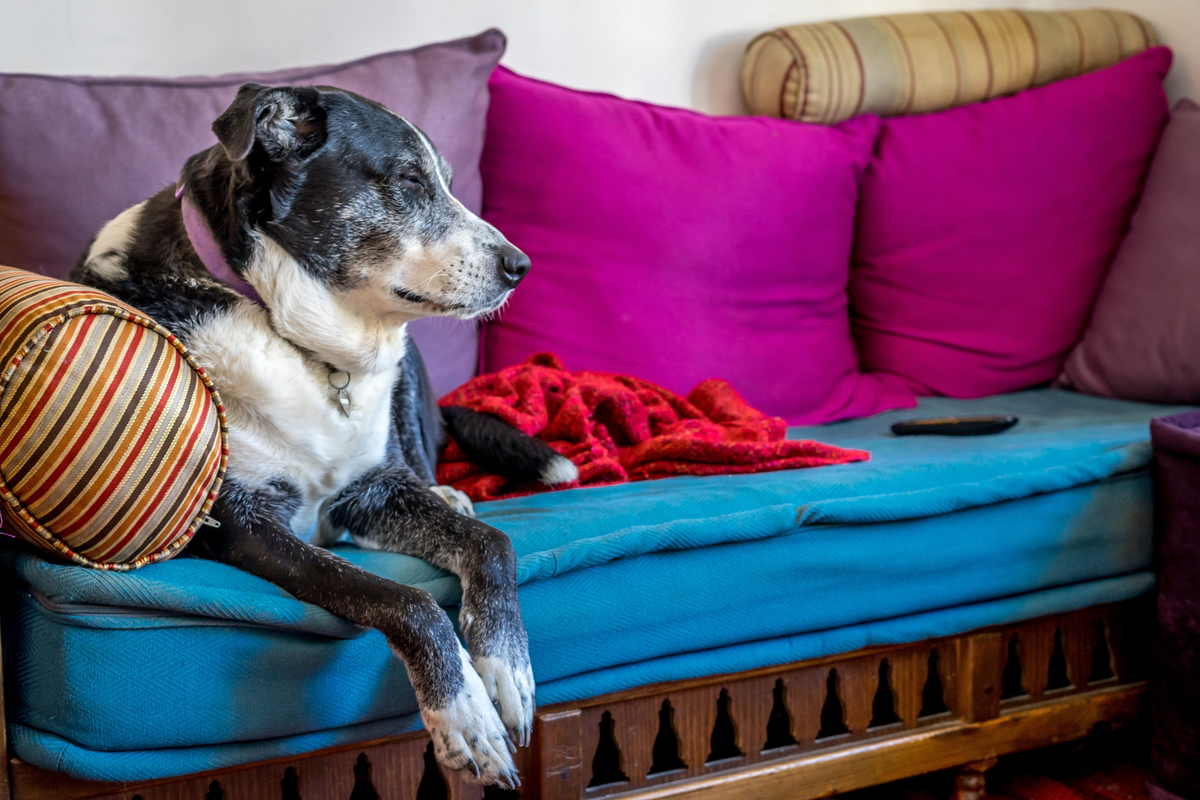 perro-senior-4