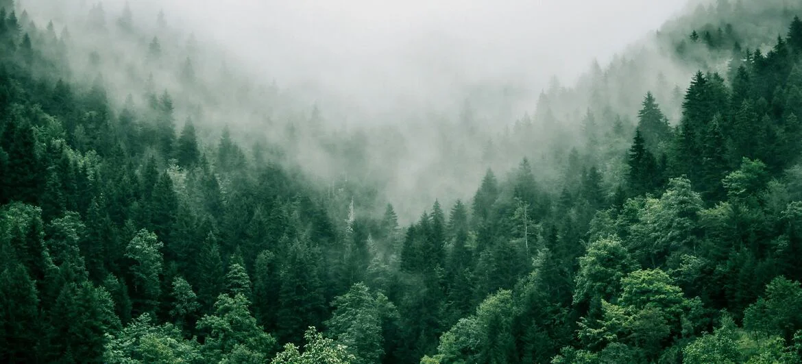 bosque