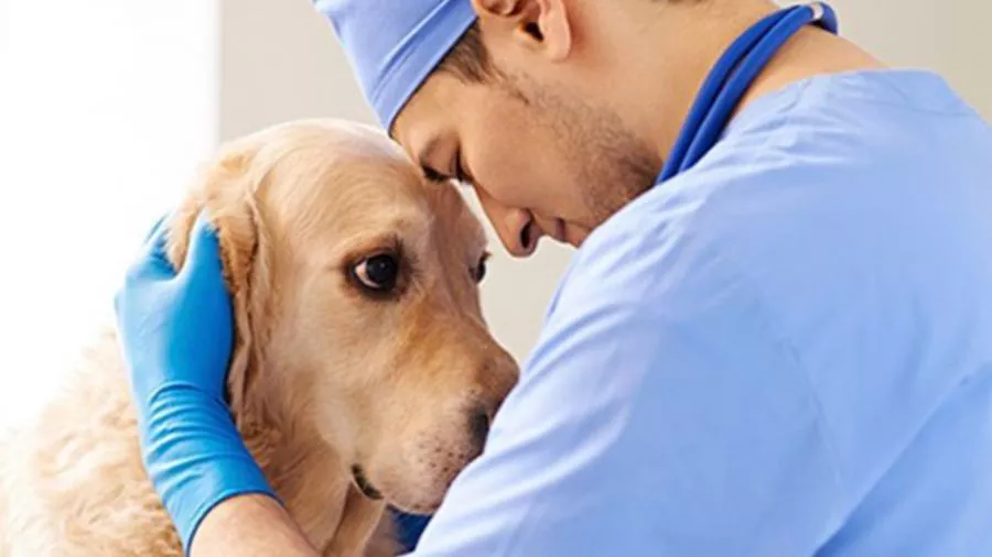 Dia-del-veterinario