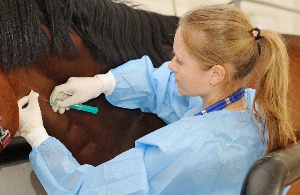 Suero-equino