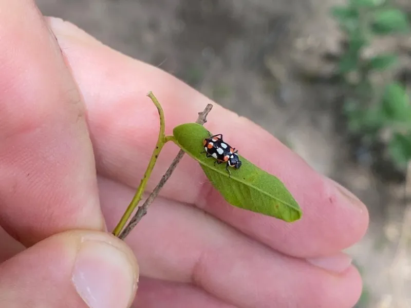 vaquita-de-san-antonio_econews-1