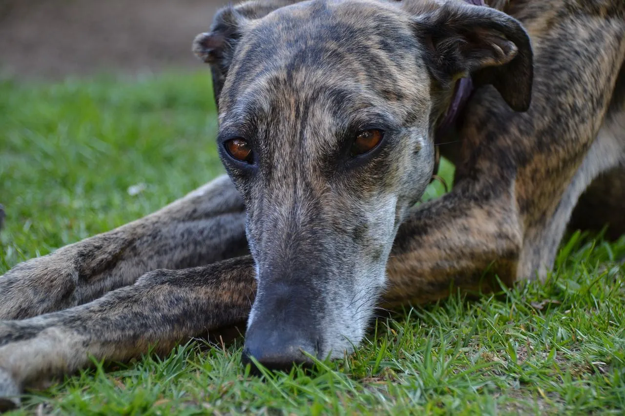 raza galgo
