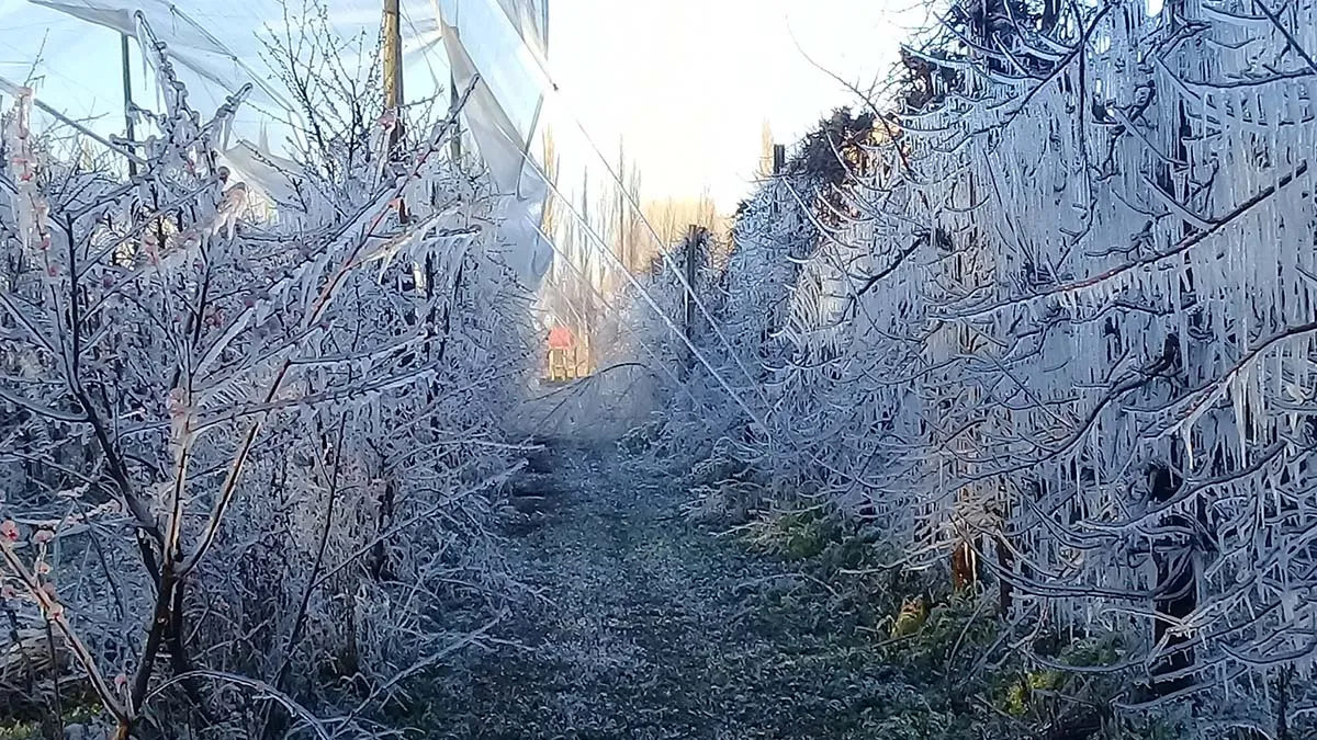 heladas-la-chacra