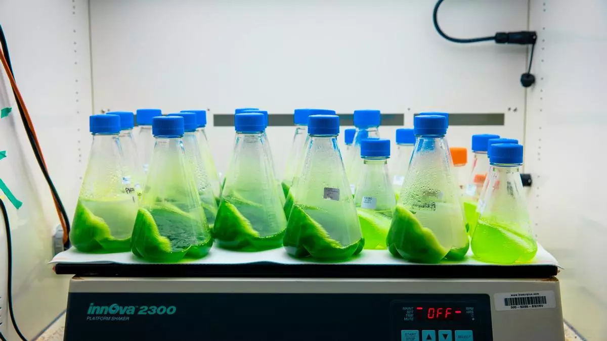 Pruebas con algas laboratorio Exxon