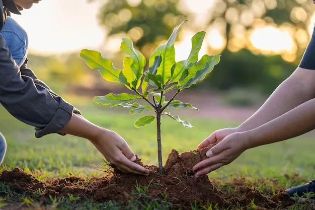 plantando-arboles