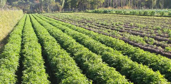 WEB-AGROALIMENTOSIMG_2384-696x344-1