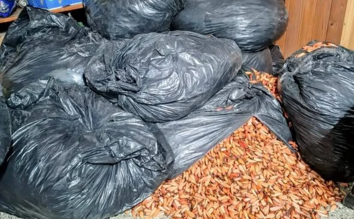 pinones-de-araucaria