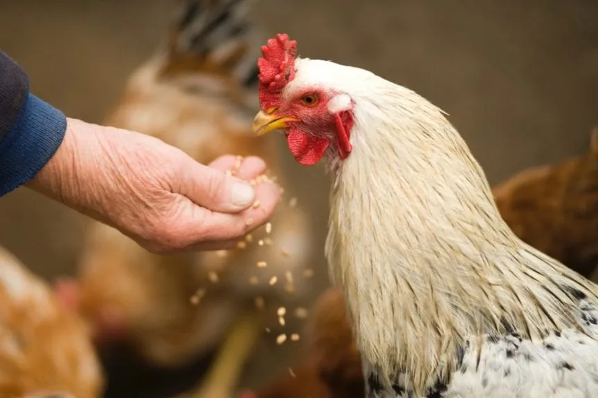 persona-da-de-comer-a-un-pollo